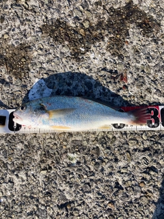 イシモチの釣果