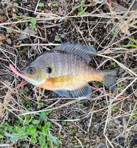 ブルーギルの釣果