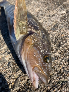 アブラコの釣果