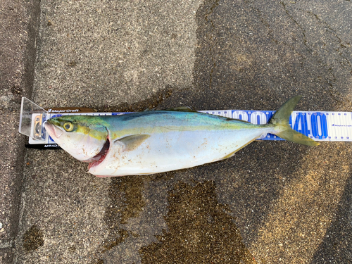 イナダの釣果