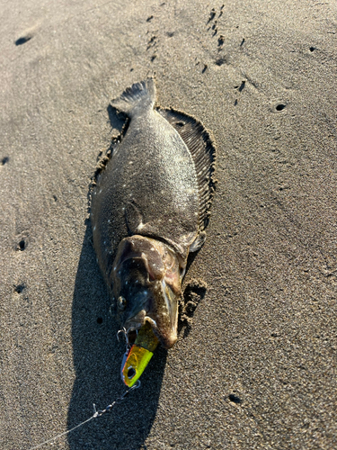 ヒラメの釣果