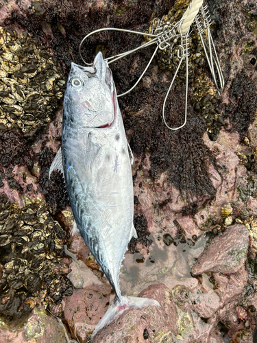 スマガツオの釣果