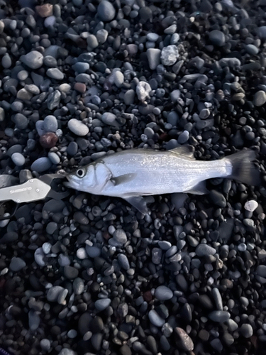 セイゴ（ヒラスズキ）の釣果