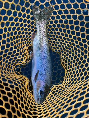 ニジマスの釣果