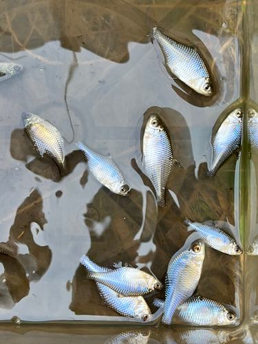 タイリクバラタナゴの釣果