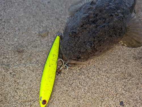 マゴチの釣果