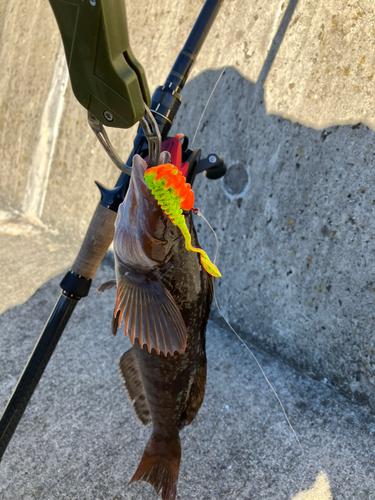 アイナメの釣果