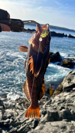 アイナメの釣果