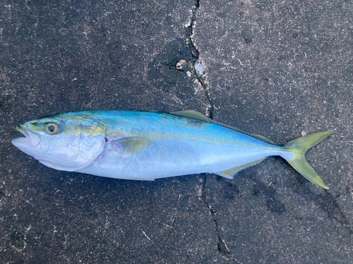 イナダの釣果