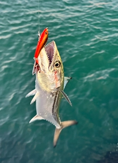 サゴシの釣果