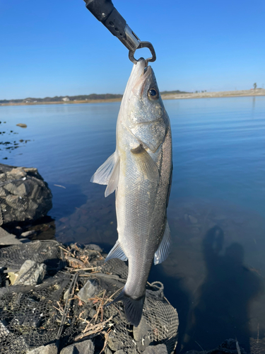 フッコ（マルスズキ）の釣果