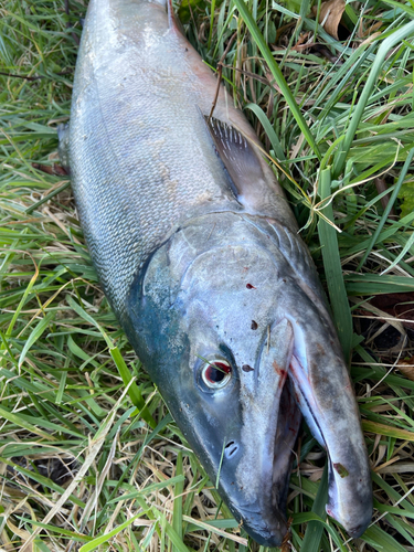 アキアジの釣果