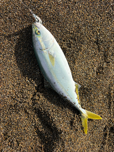 ワカシの釣果