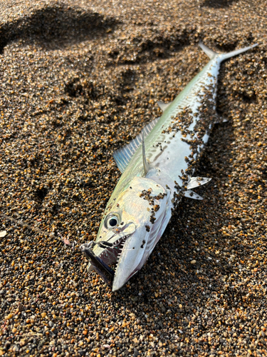 ワカシの釣果