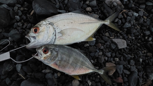 メッキの釣果