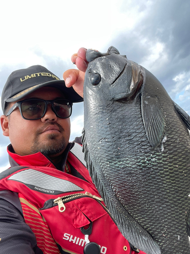 オキナメジナの釣果