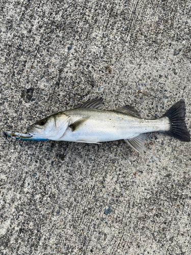 セイゴ（マルスズキ）の釣果