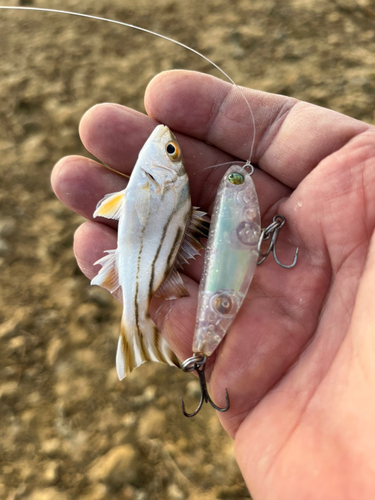 コトヒキの釣果