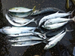 サゴシの釣果