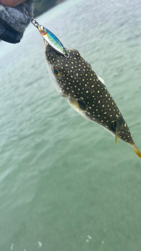 フグの釣果