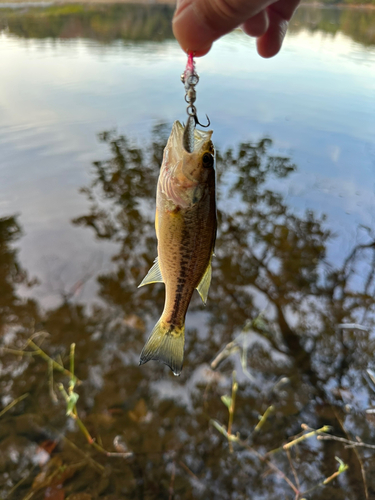 ラージマウスバスの釣果