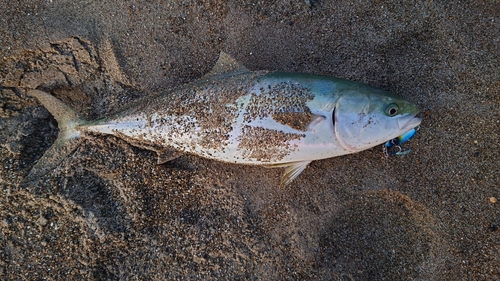 ワラサの釣果