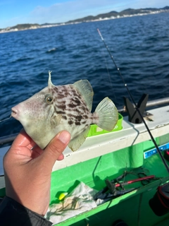 カワハギの釣果