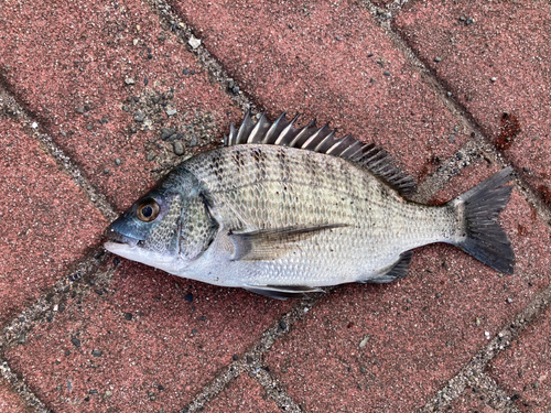 クロダイの釣果