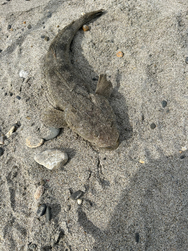 マゴチの釣果