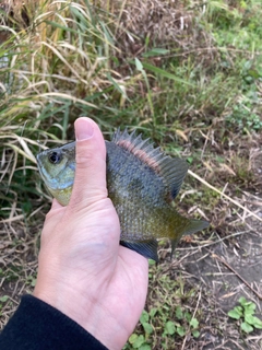 ブルーギルの釣果