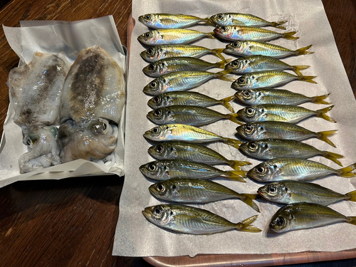 アジの釣果