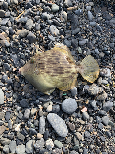 カワハギの釣果