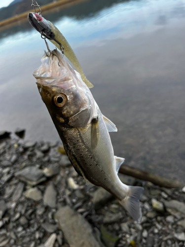 セイゴ（マルスズキ）の釣果