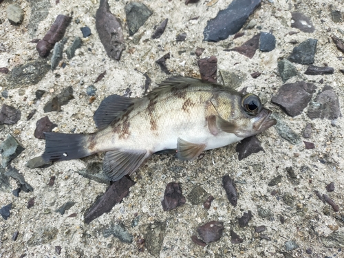 メバルの釣果