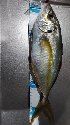 シマアジの釣果