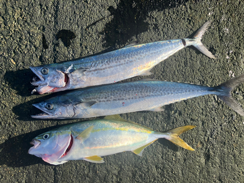 サゴシの釣果