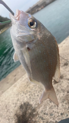 チャリコの釣果