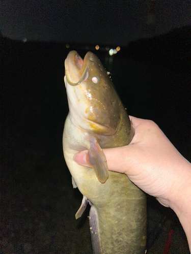 ナマズの釣果