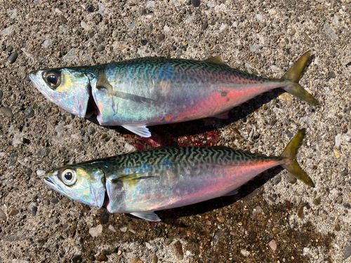 サバの釣果