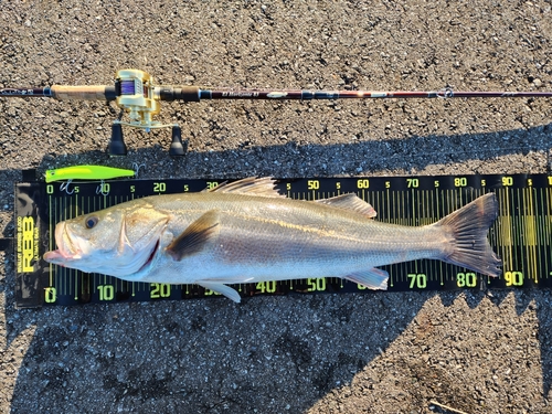 シーバスの釣果