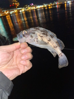 クロソイの釣果