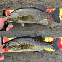 スモールマウスバスの釣果