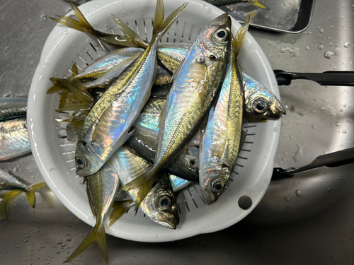 アジの釣果