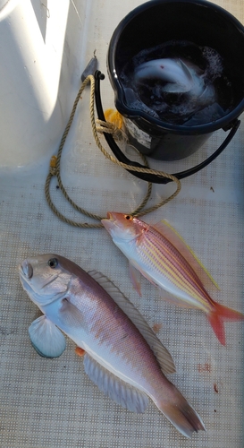 シロアマダイの釣果