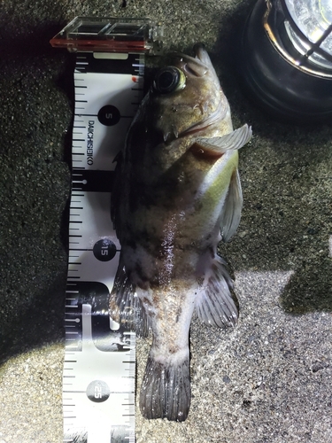 メバルの釣果