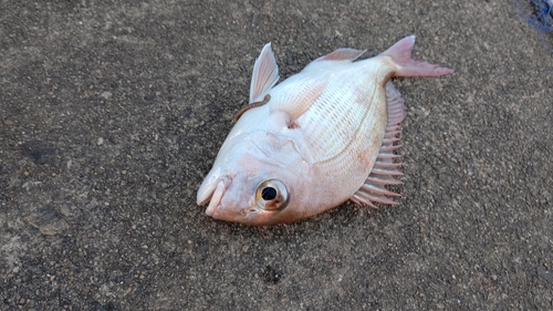 マダイの釣果