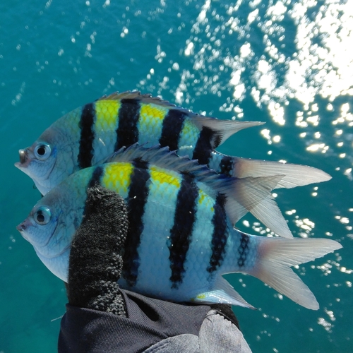 オヤビッチャの釣果