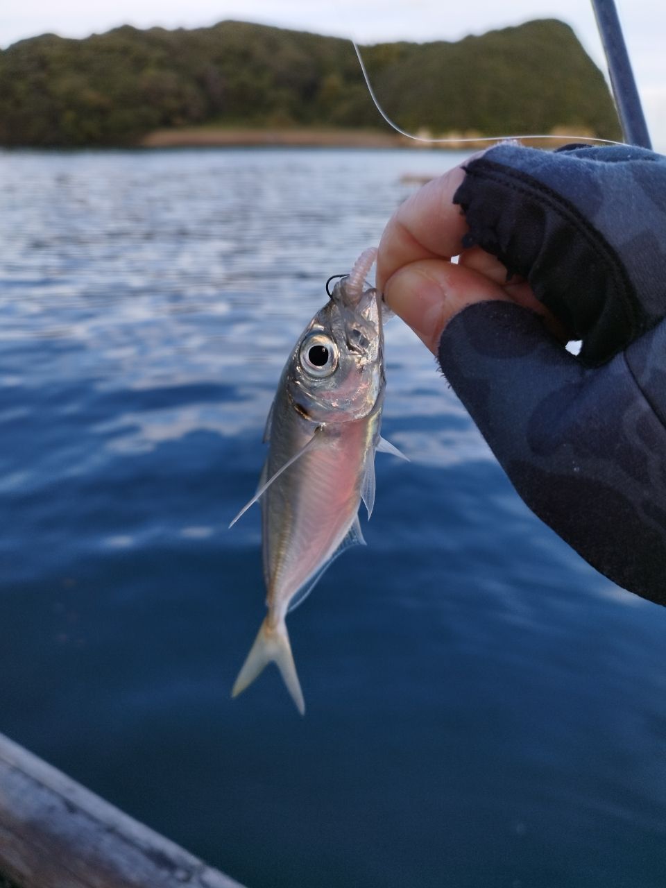 AquariumSkyさんの釣果 2枚目の画像