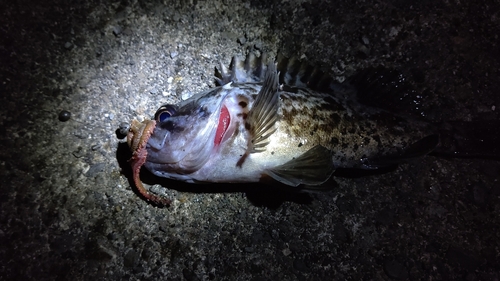 ソイの釣果