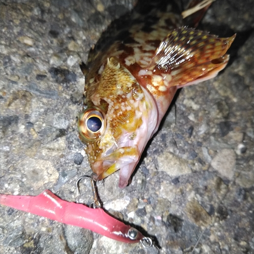 カサゴの釣果